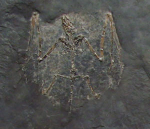 A fossil microbat from the Messel oil shale