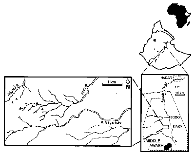 Location map showing where the A. Ramidus fossil remains                 were found